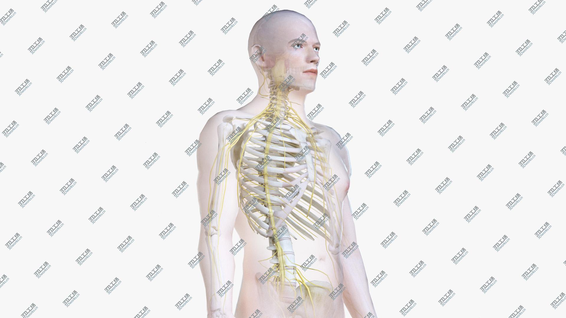 images/goods_img/20210313/Male Body, Skeleton and Nervous System (Low Poly) 3D model/1.jpg
